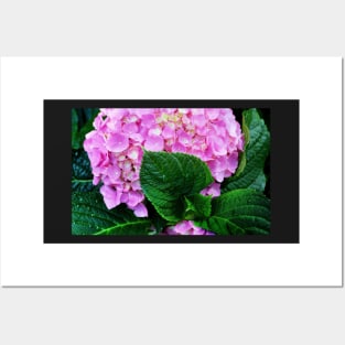 Hydrangea Posters and Art